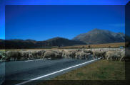 nz