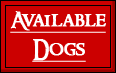 available dogs