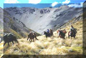 nz