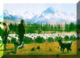 nz